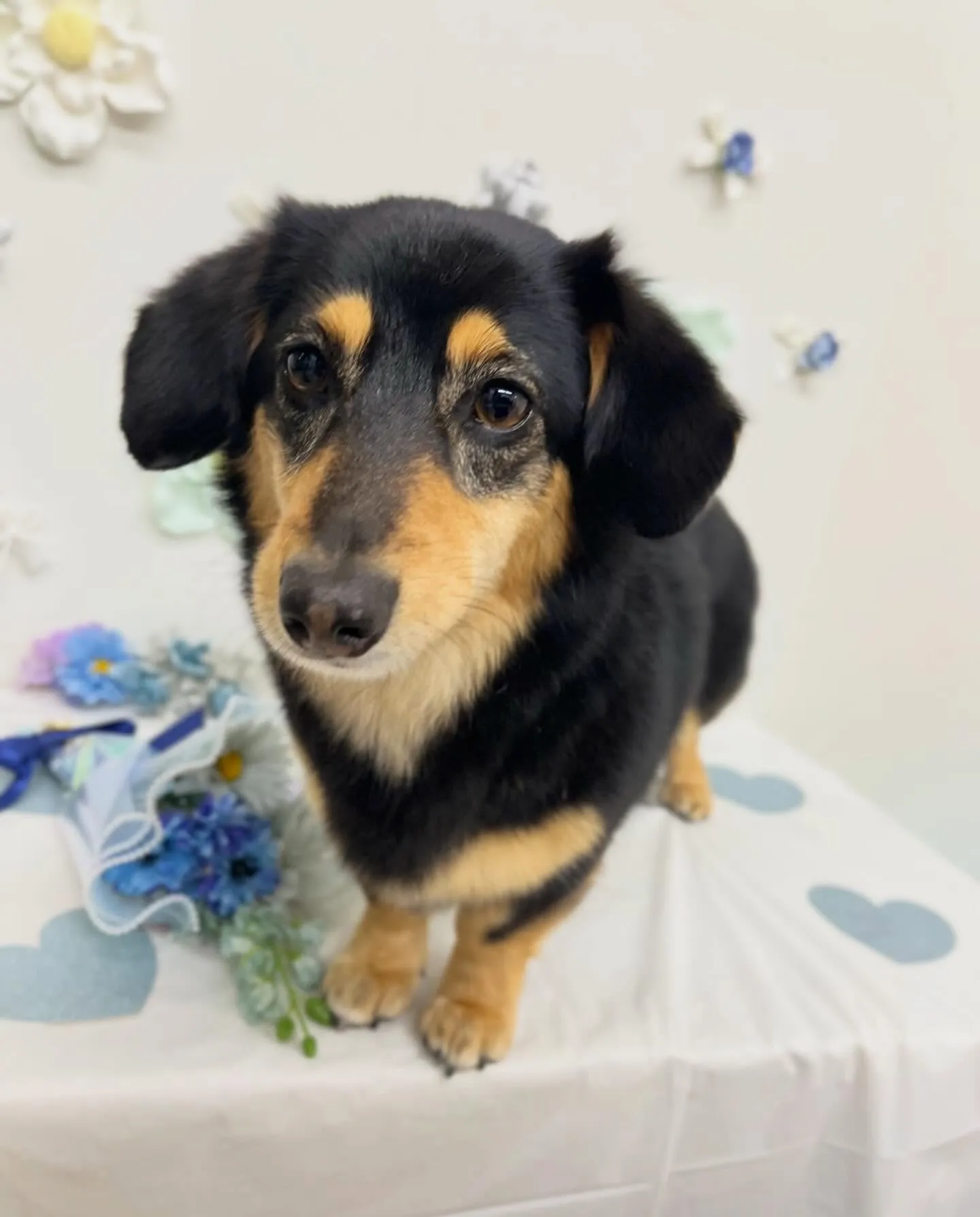 だんこちゃん🐾