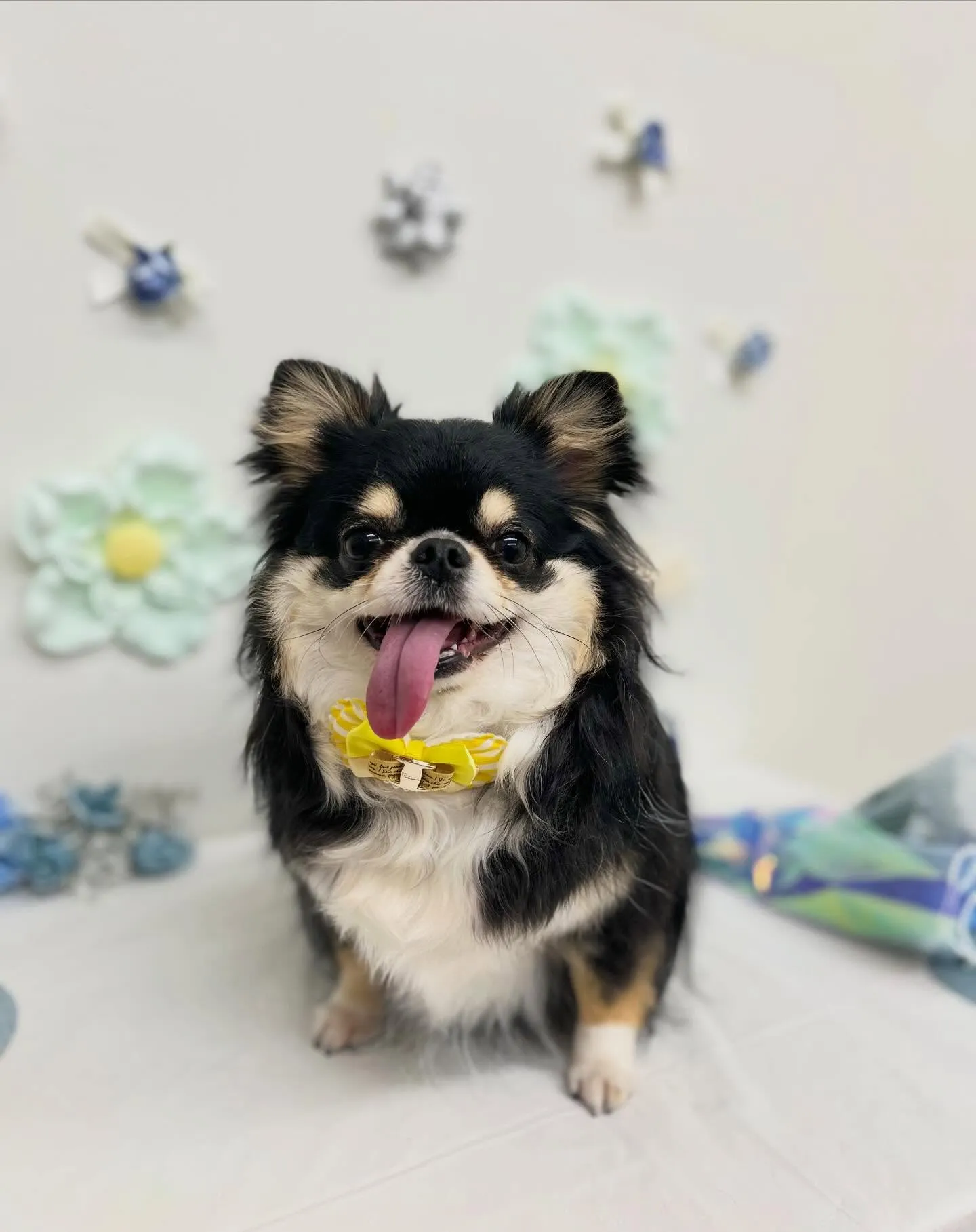 マロンちゃん🎵🤎