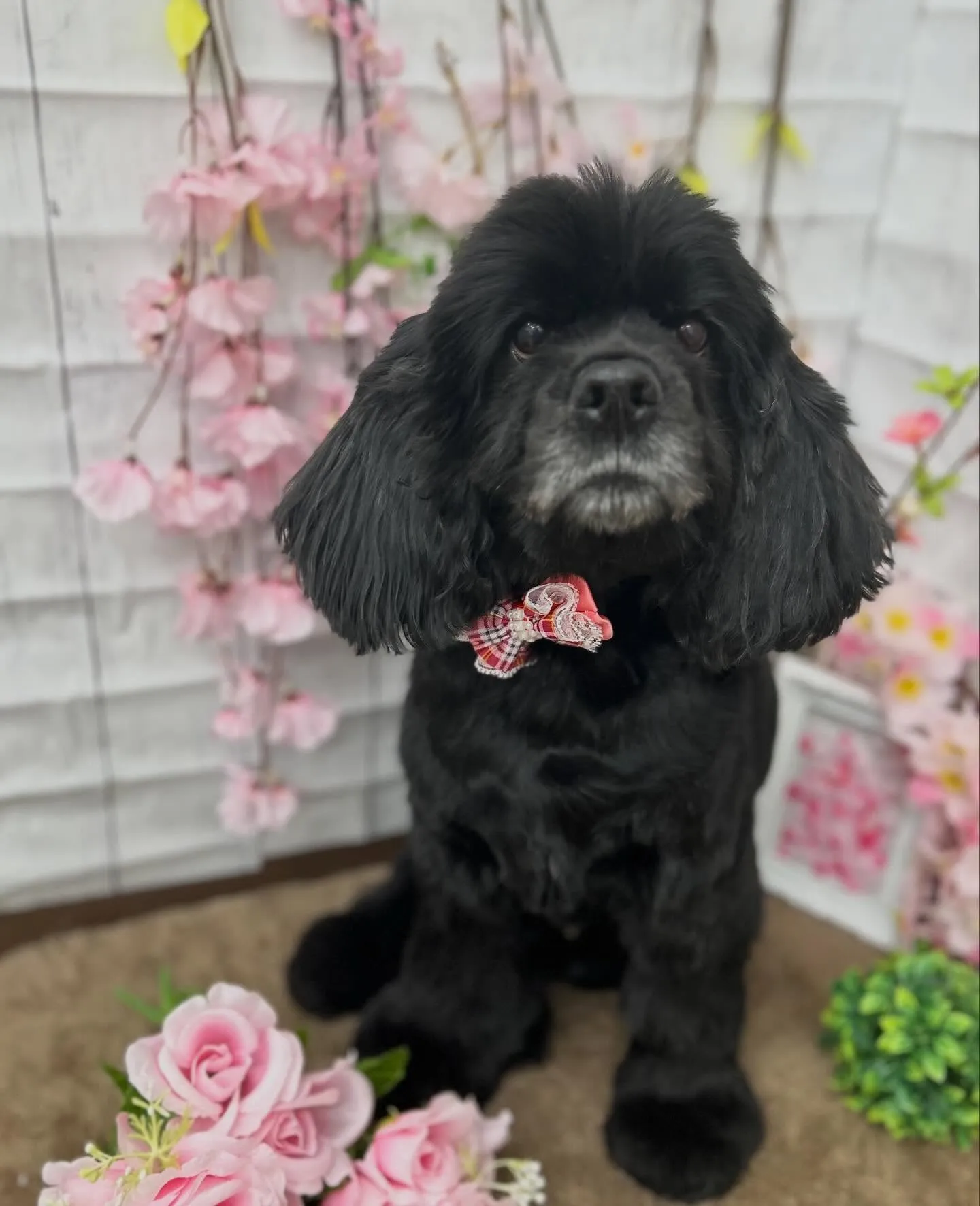 メイサちゃん🌸