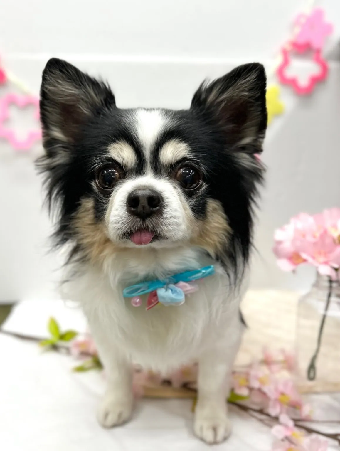 🌸ちび太くん🌸