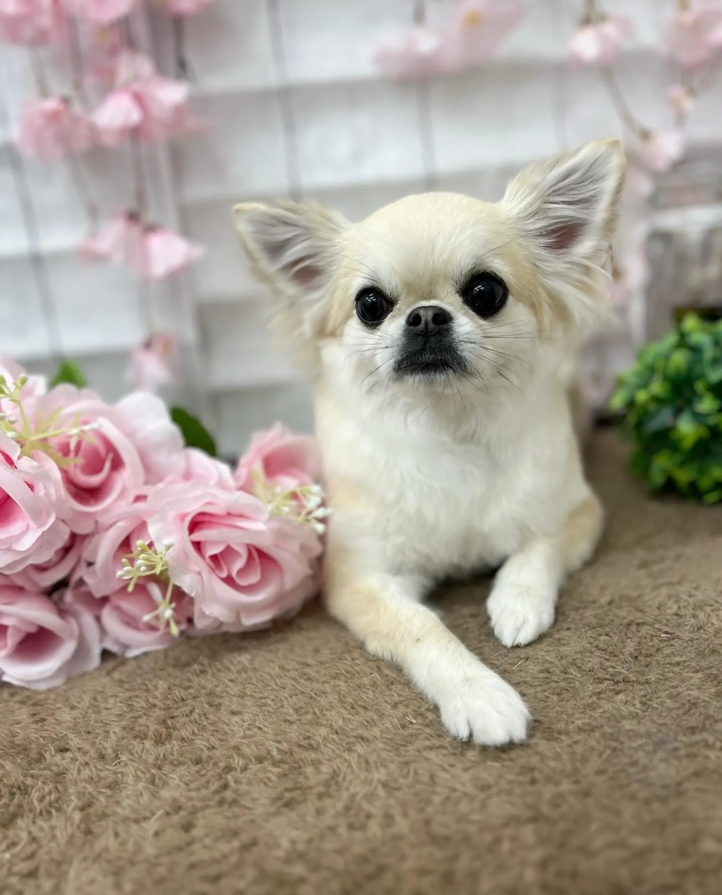 チルちゃん🩷ྀི