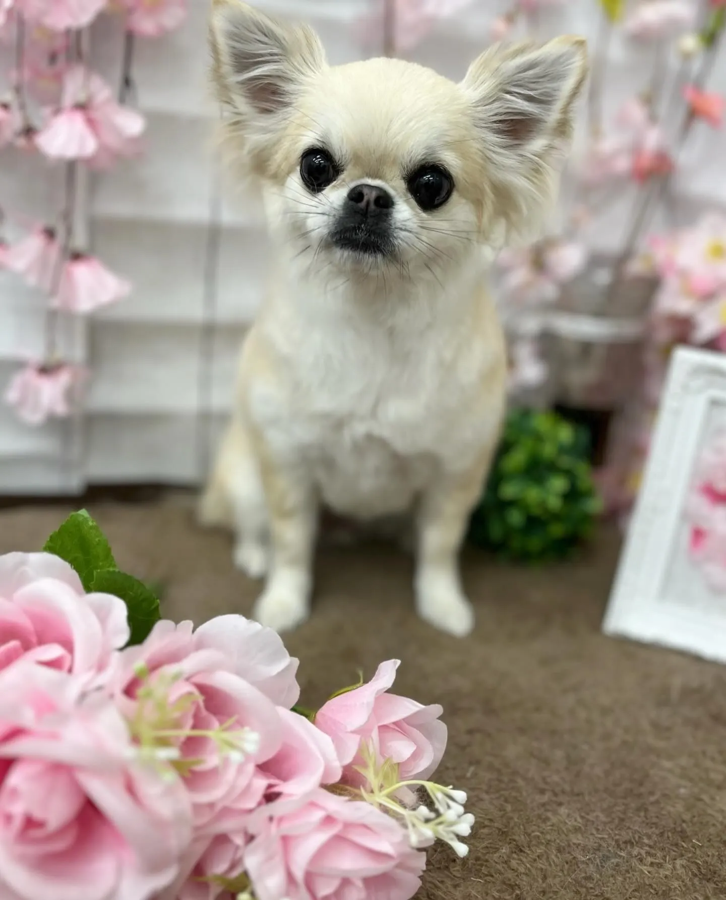 チルちゃん🩷ྀི