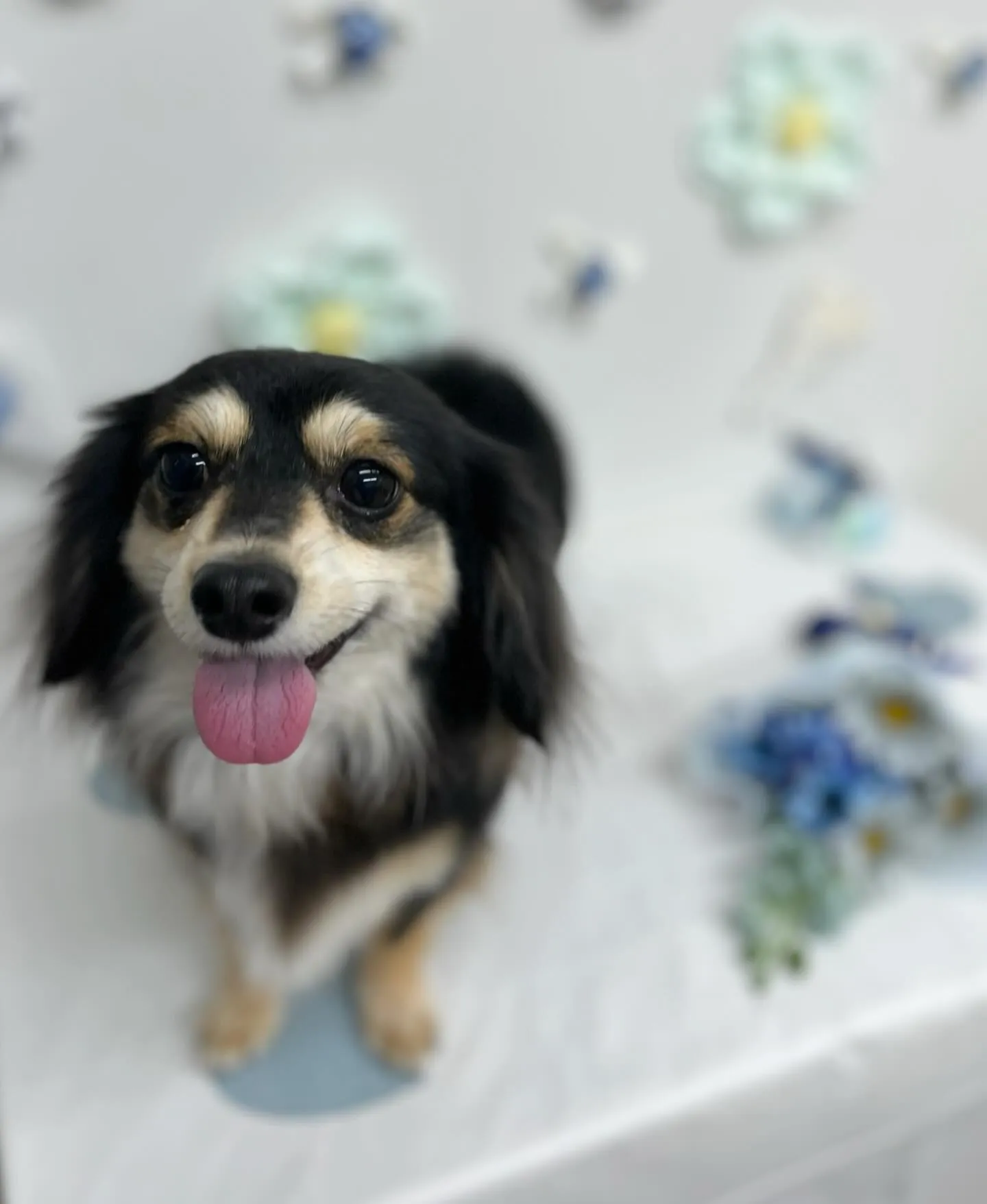 とらまるくん🩵ྀི