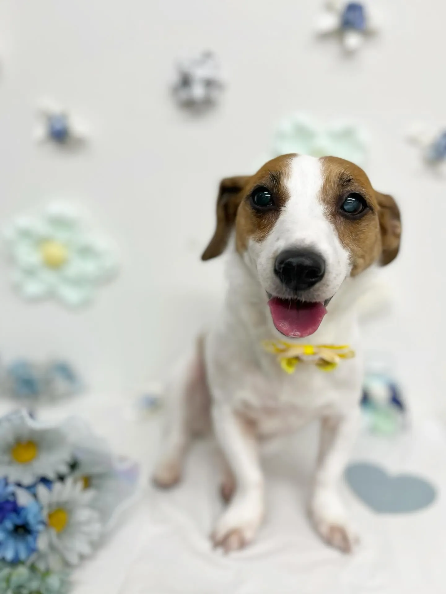 ポムちゃん🎈♡