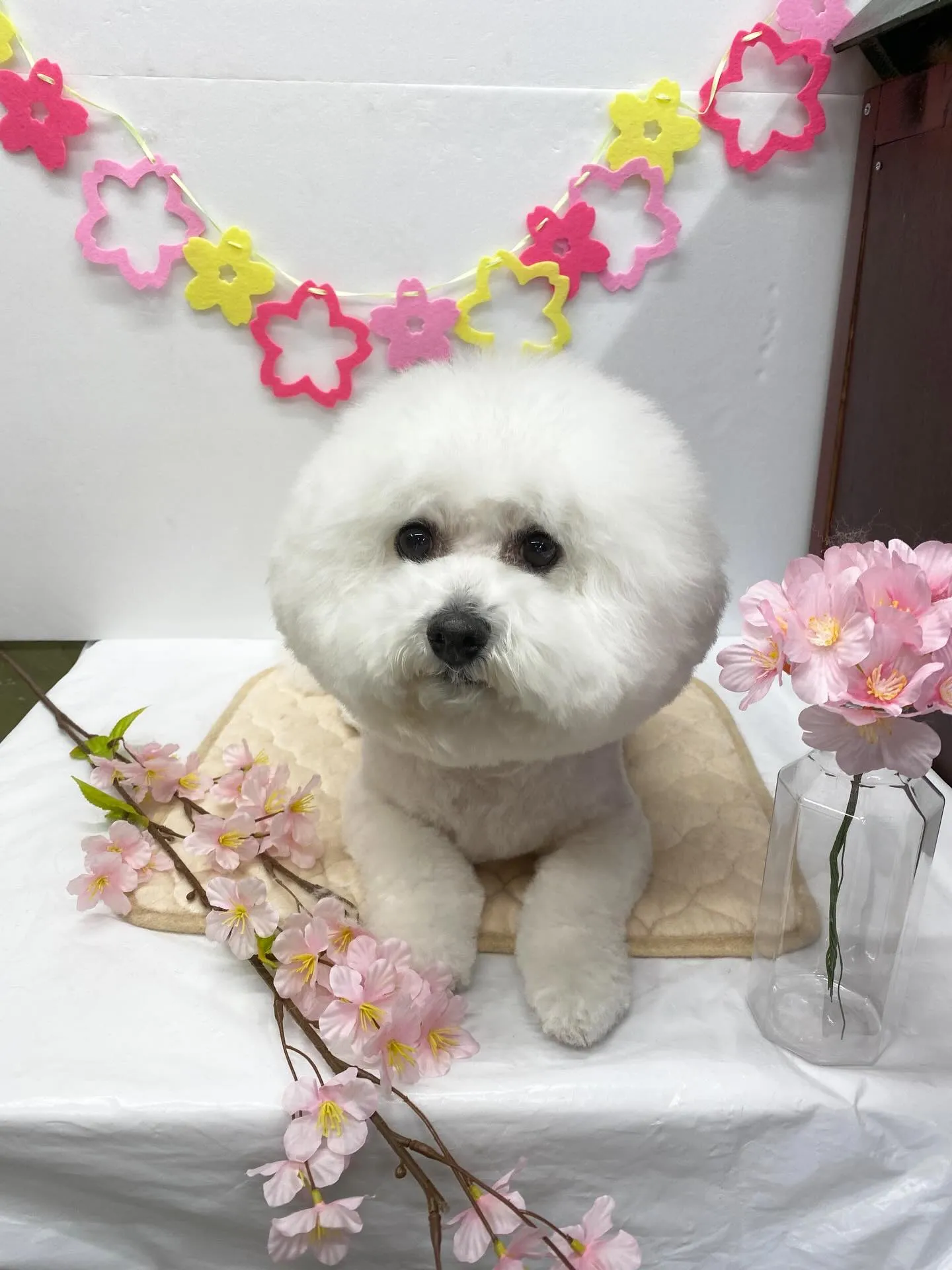 モフィちゃん💓