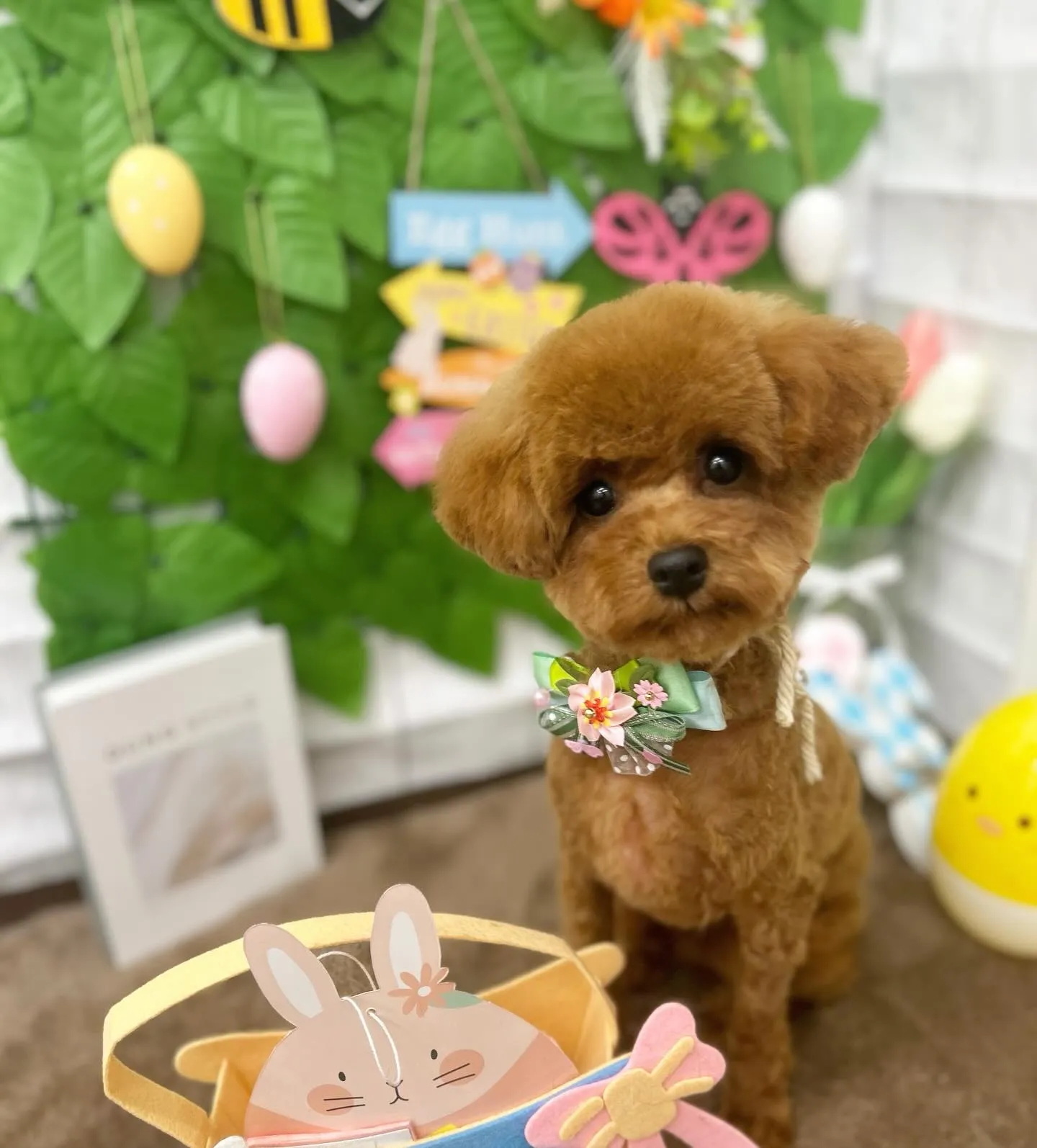 はじめまして💗ぽこよくん🐇