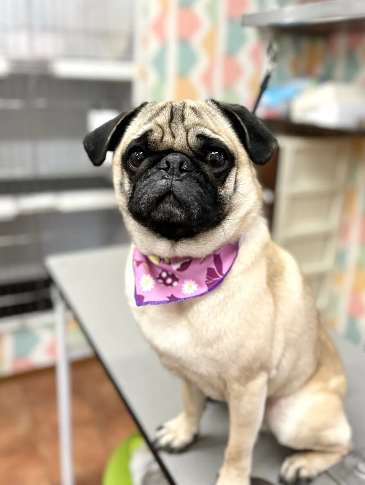 🐰ごんたくん💜