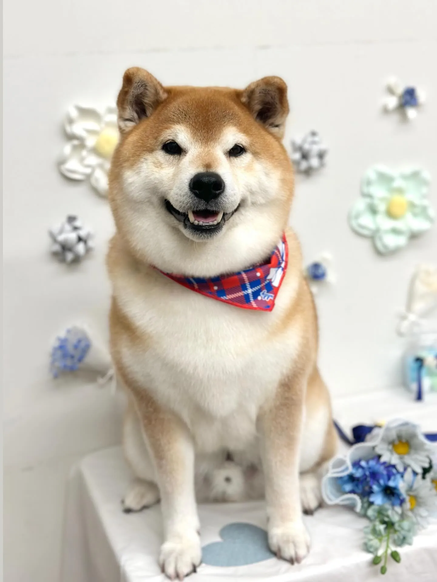 🕊️まめくん🕊️