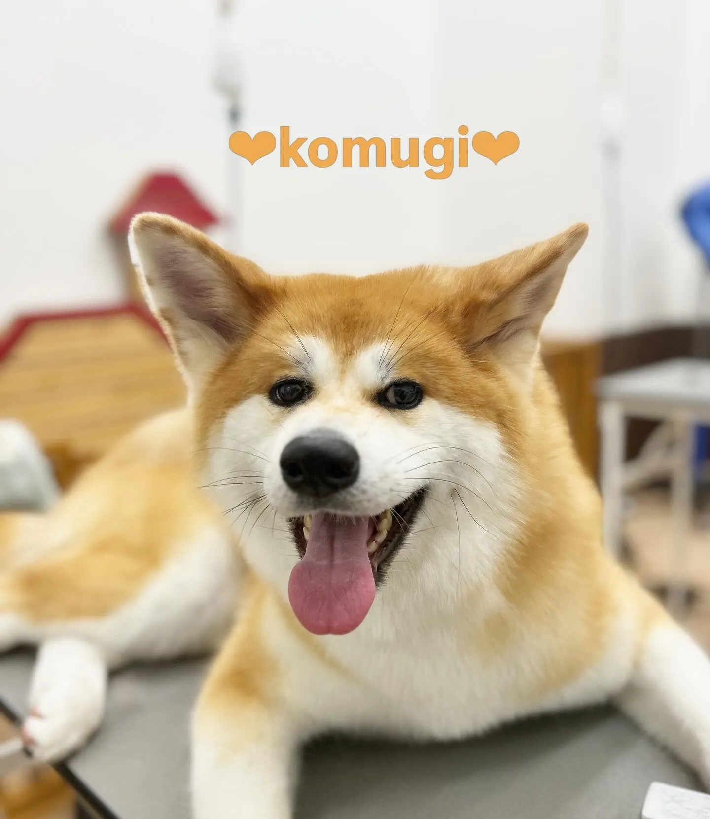 こむぎちゃん🐇