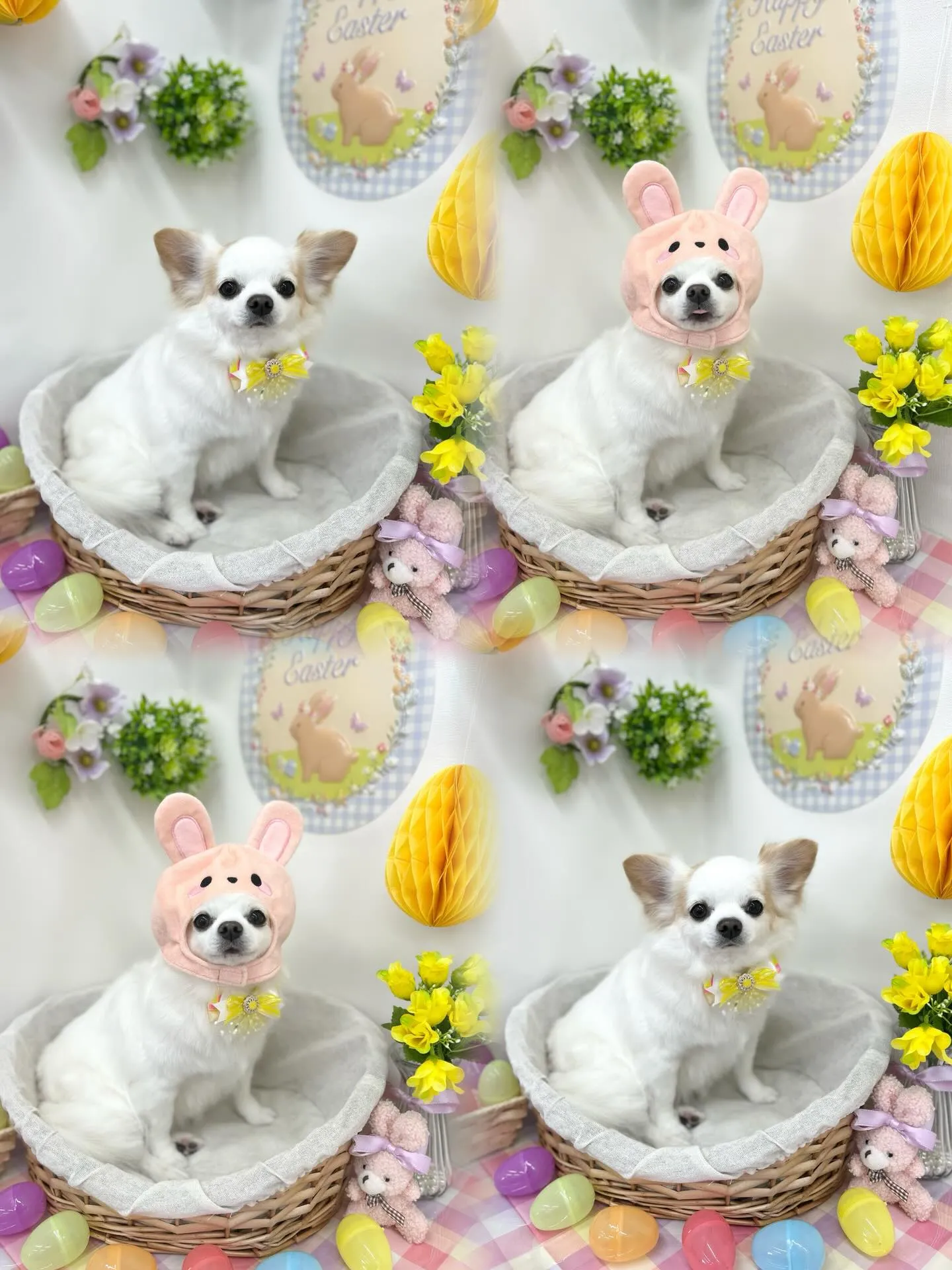 🐰まめちゃん💛