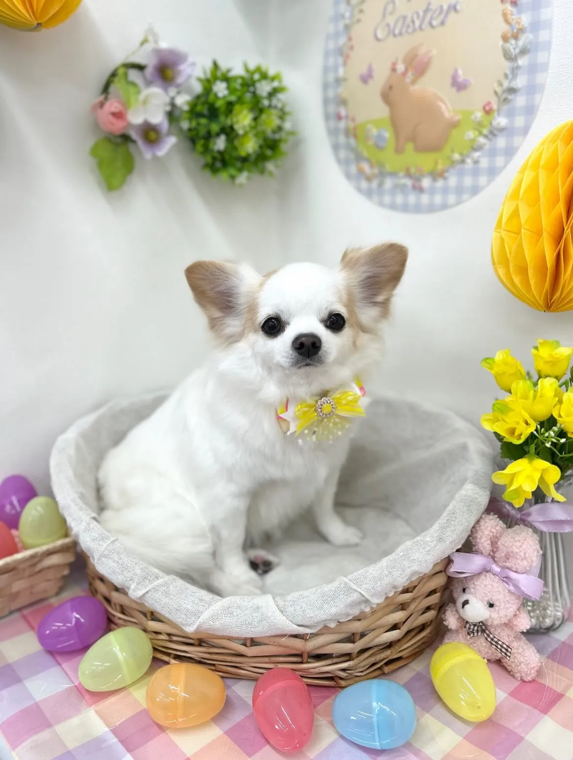 🐰まめちゃん💛