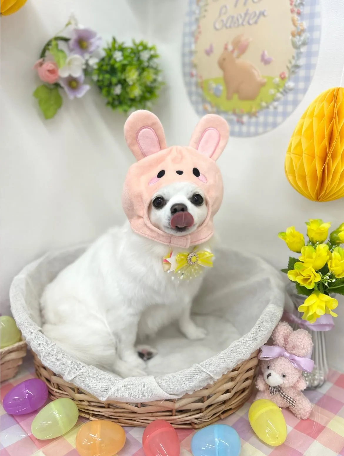 🐰まめちゃん💛