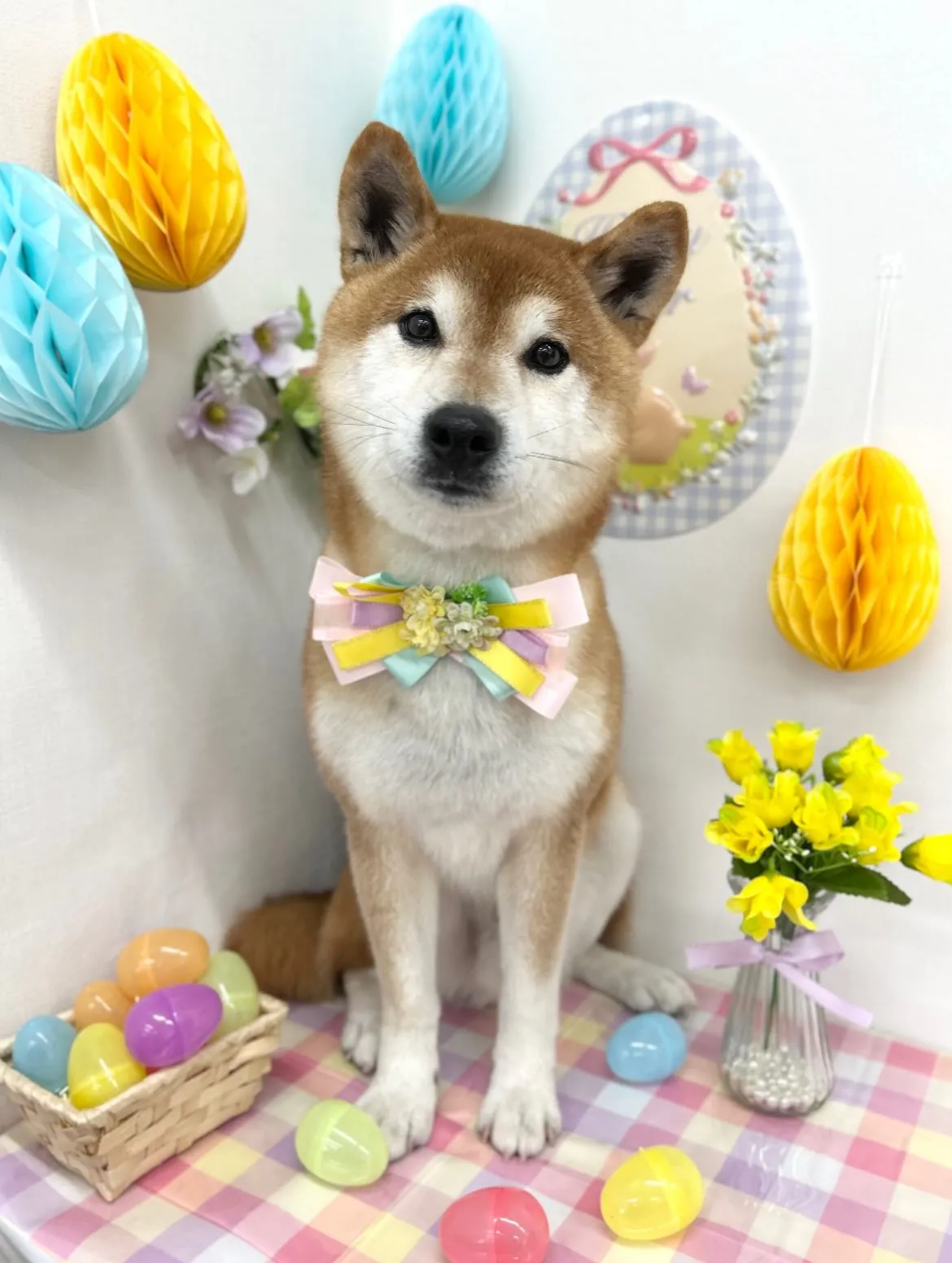 🐰リクくん🩵