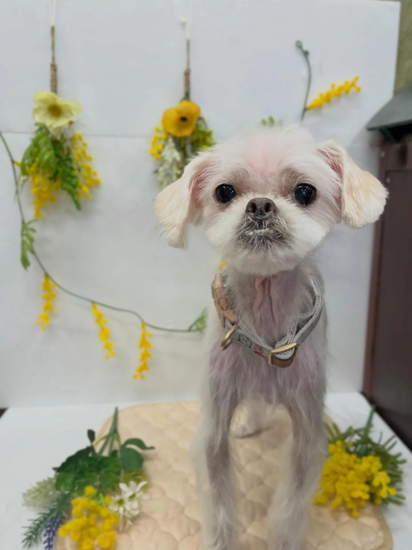 たけのこちゃん