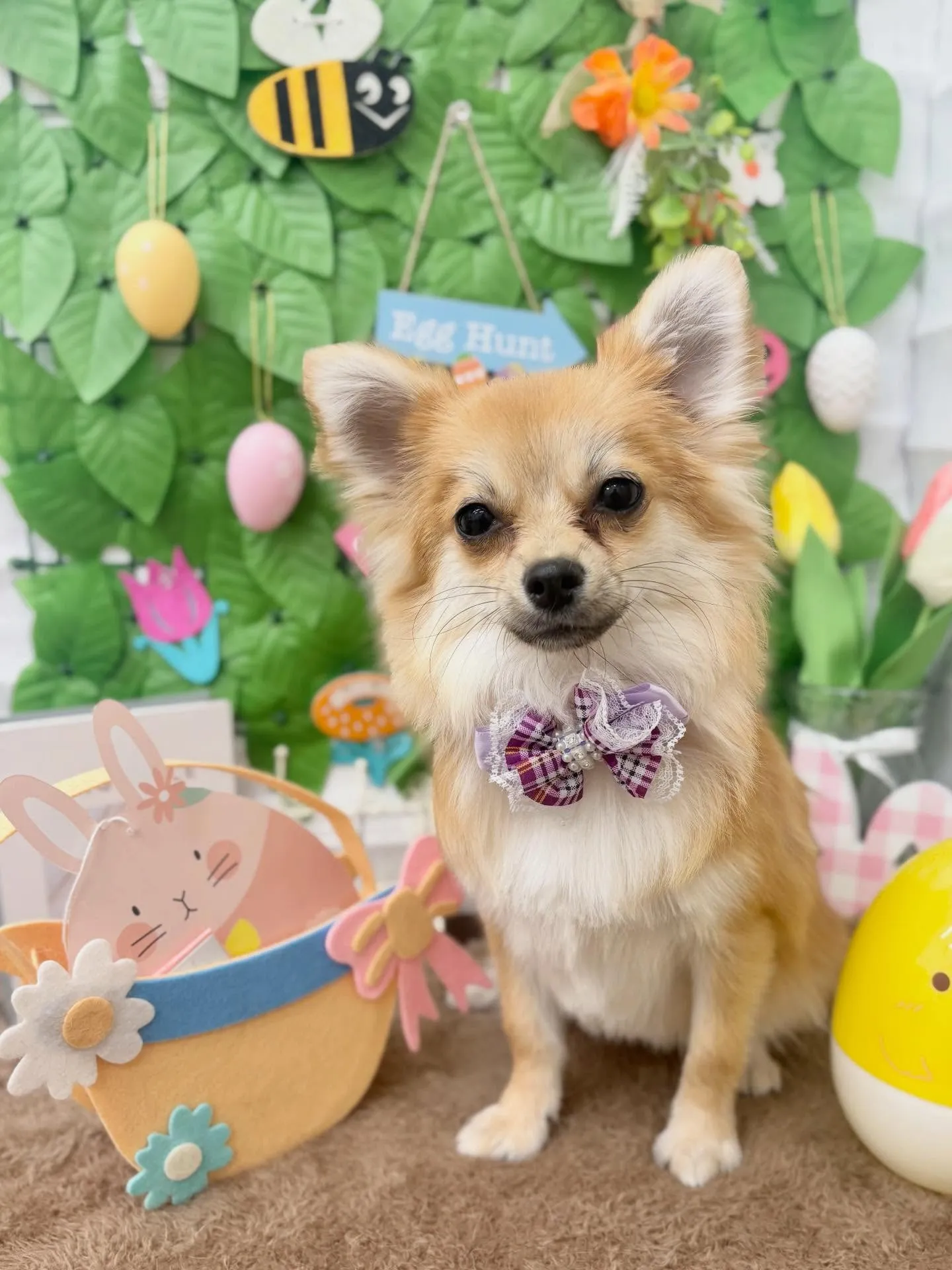 🐰はなちゃん🌷