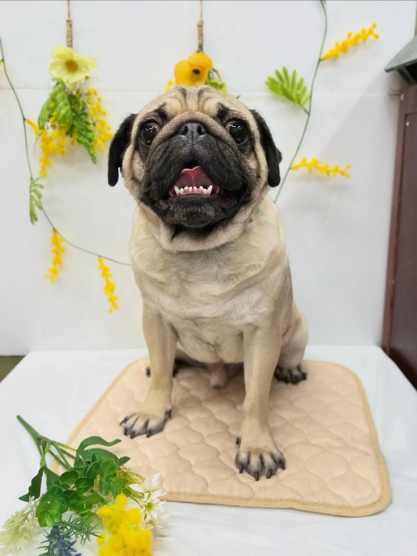 ギンくん🌱‬‪