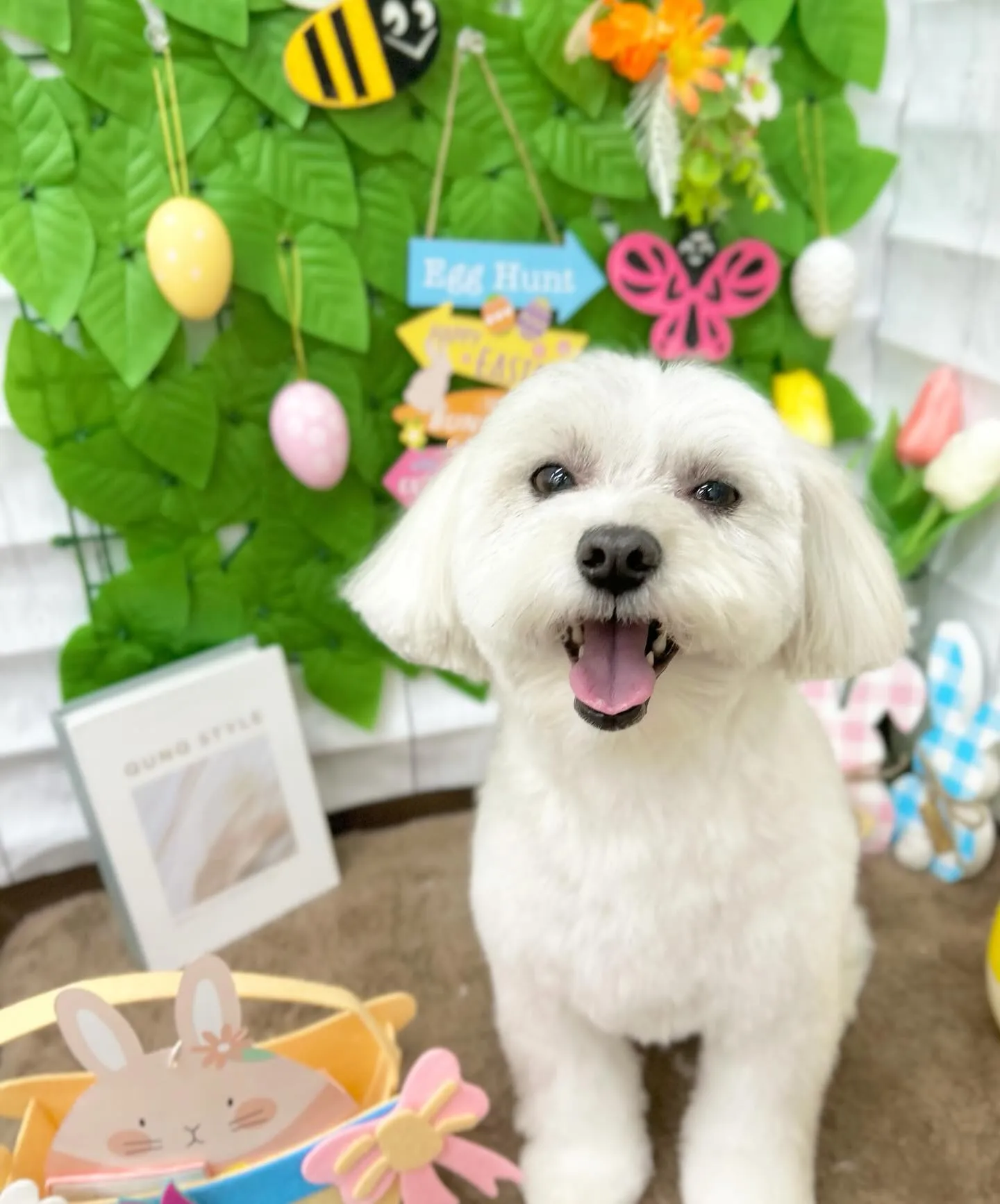 ナッツちゃん🐇