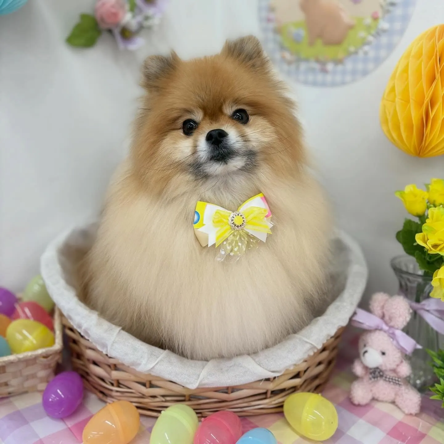 🐰ドルトくん💙