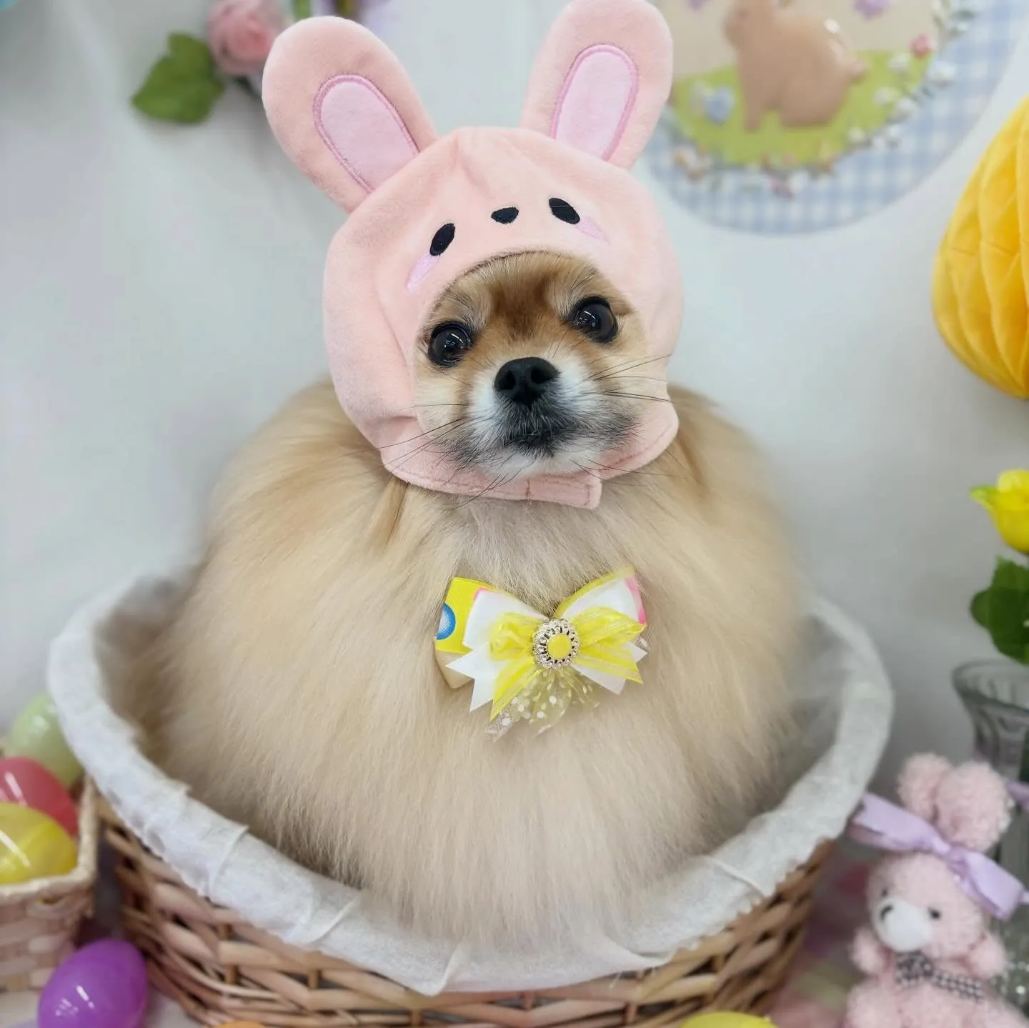 🐰ドルトくん💙