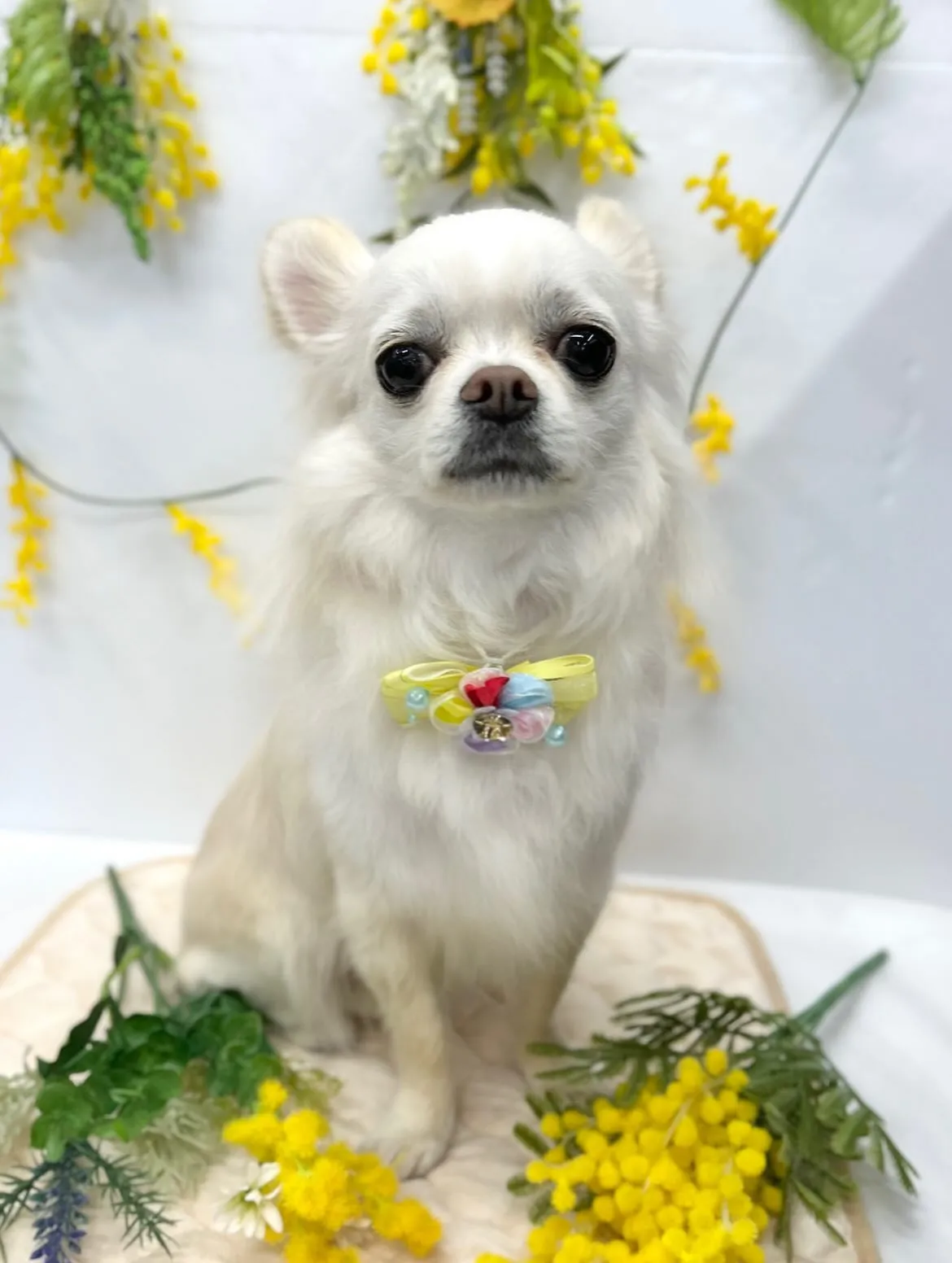 🌼cocoちゃん🌼