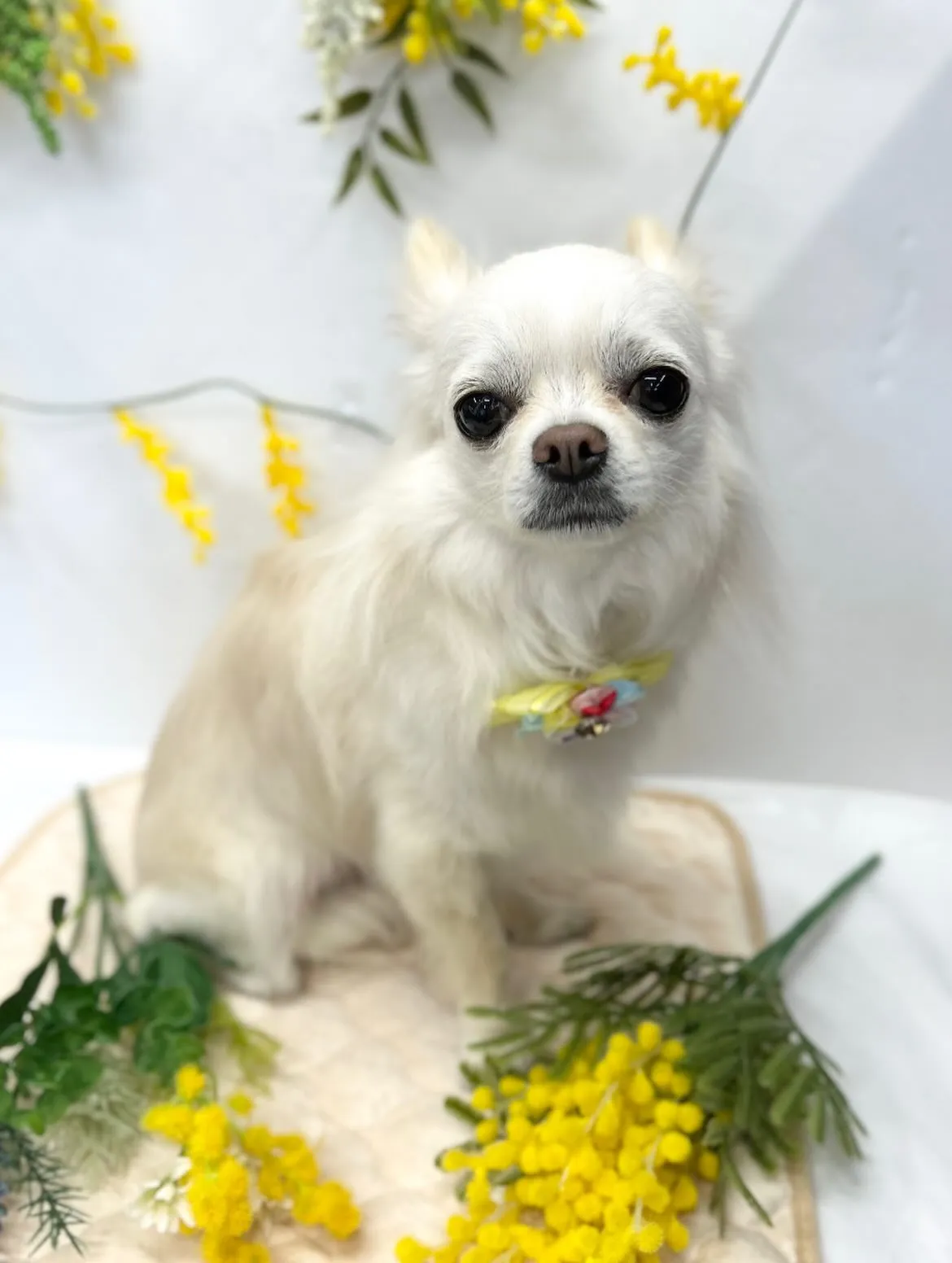 🌼cocoちゃん🌼