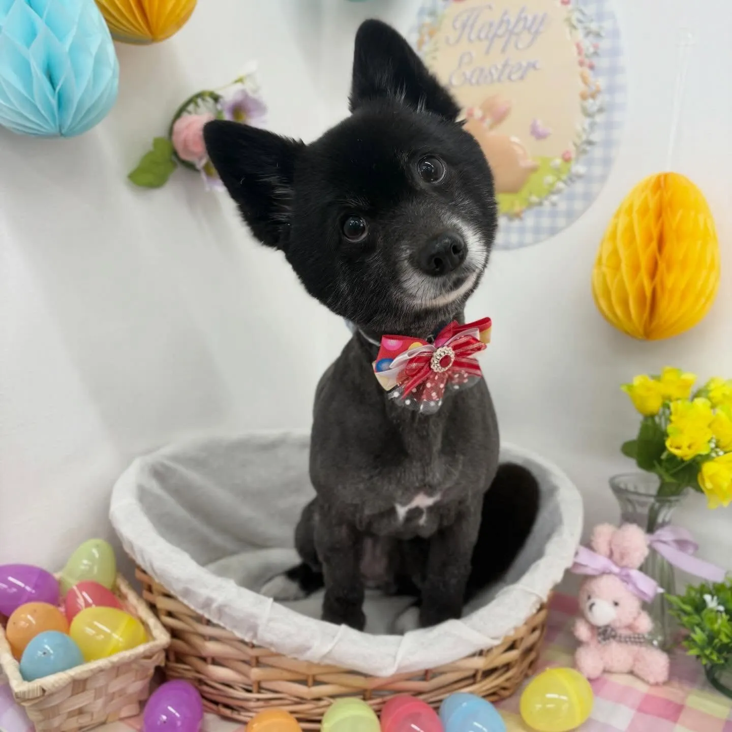 🐰ニコちゃん💜