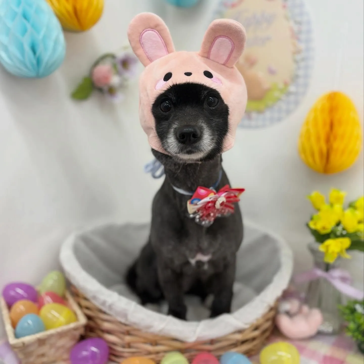 🐰ニコちゃん💜