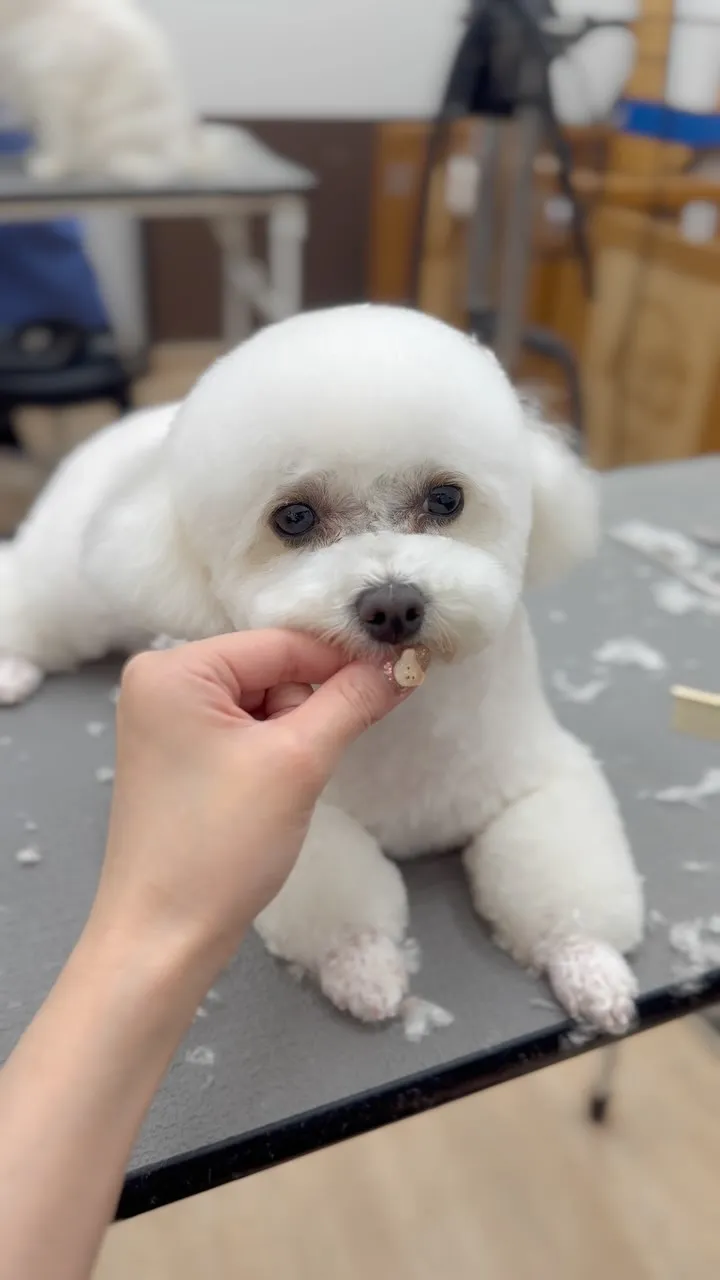 Benaちゃん🇻🇳