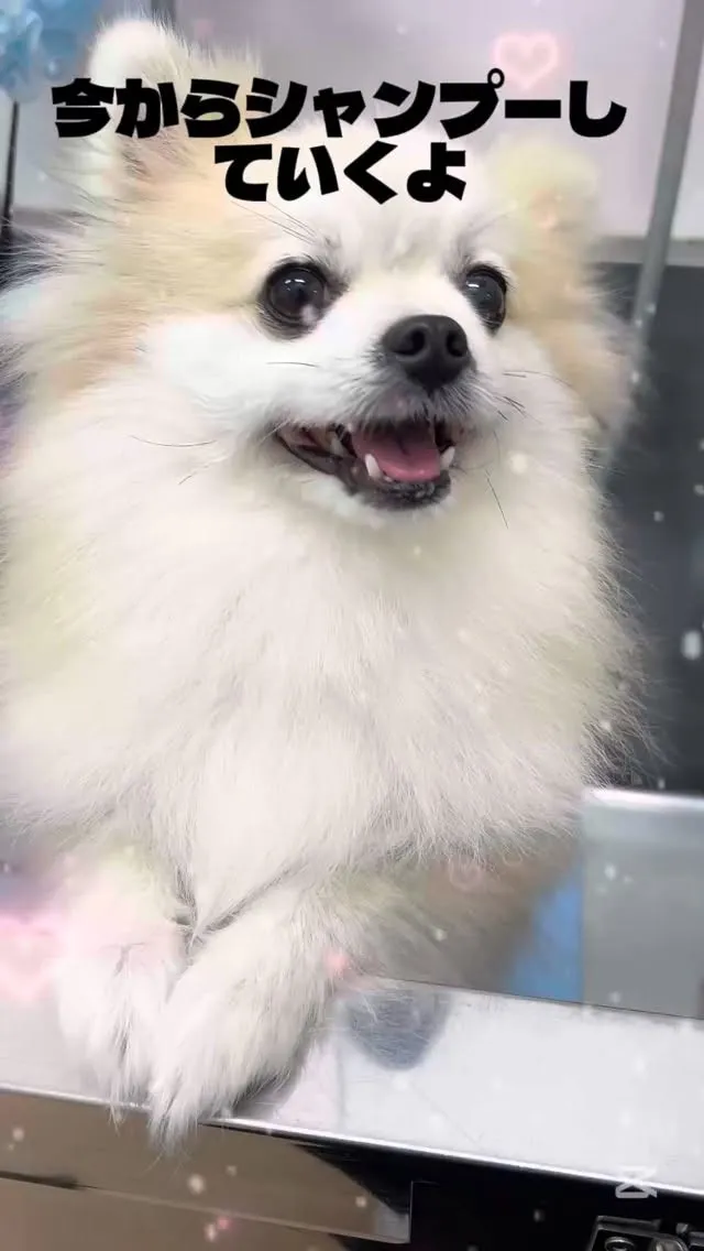 ポメラニアンのるうちゃん💗